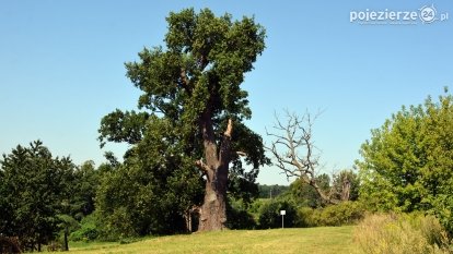 „Dąb Mieliński” - najstarszy dąb w Polsce