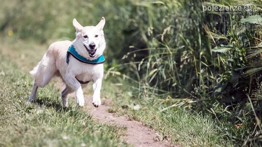 Przed wyjazdem na wakacje zapewnij opiekę swojemu zwierzęciu