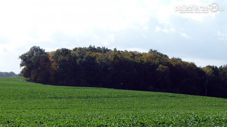 Tajemniczy krąg kamienny nad Małą Wełną