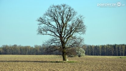 Zagadkowy obelisk pod dębem „Wilhelma”
