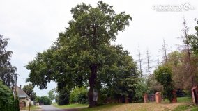 Zapomniany dąb „Chrobry”...