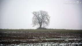 „Złe duchy”. Tajemnicza mogiła pod kasztanowcem