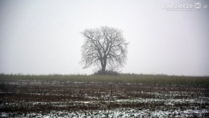 „Złe duchy”. Tajemnicza mogiła pod kasztanowcem