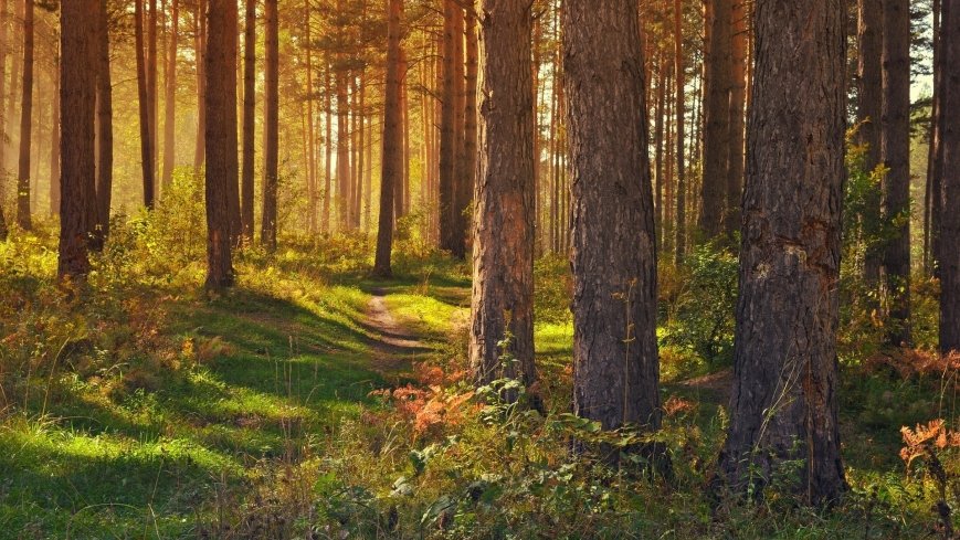 Dzień Dzikiej Flory, Fauny i Naturalnych Siedlisk. Ich ochrona to obowiązek nas wszystkich