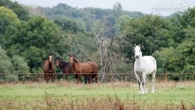 Iwno – stadnina o filmowej sławie