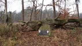 Legendarna polana, legendarny dąb w Kobylnicy