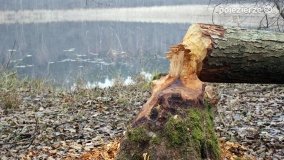 Bobrowa stołówka, czyli Rezerwat Jeziora Czarnego