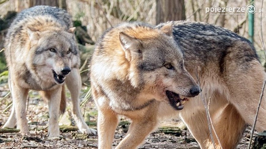 Bliskie spotkania z wilkiem na Pojezierzu Gnieźnieńskim