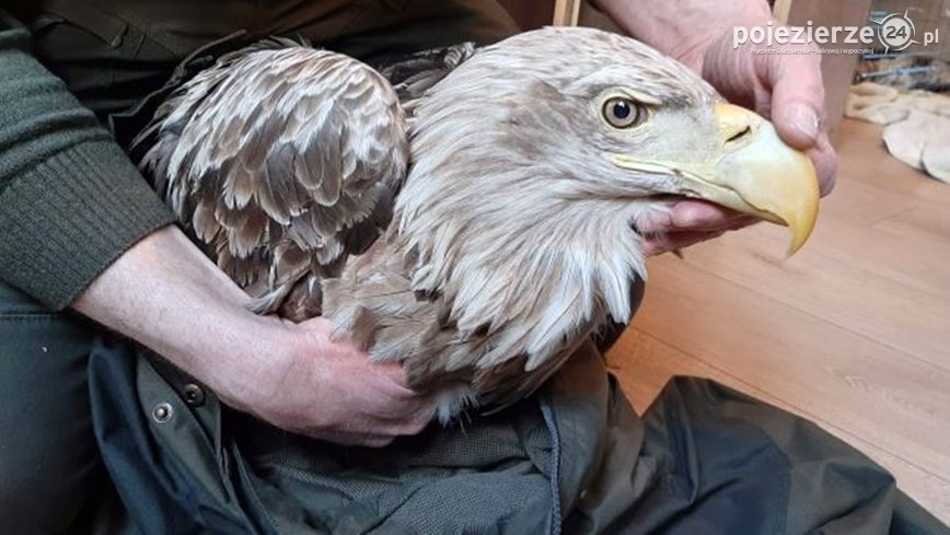 Bielik uratowany! Powrócił w Lasy Skorzęcińskie!