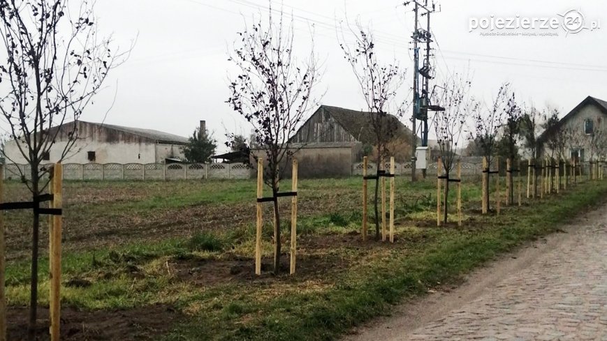 Na terenie gminy Wągrowiec posadzono 200 drzew miododajnych