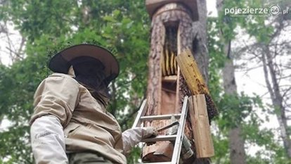 Barcie wracają do lasów Nadleśnictwa Gołąbki