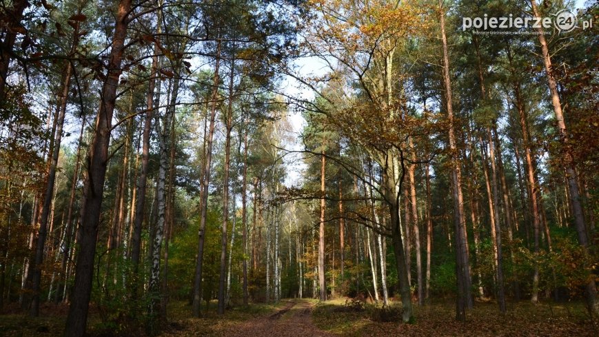 Będą nowe lasy – kupujemy tereny pod zalesianie