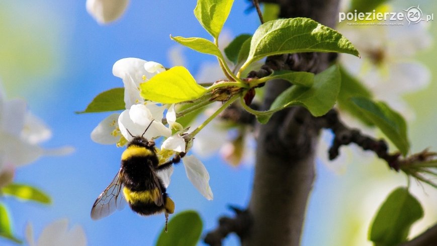 Dzień Dzikiej Przyrody. Sprawdź, jak na co dzień pomagać naturze