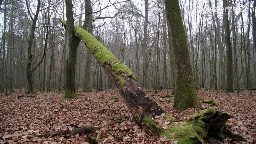 Rezerwat Las Mieszany – wehikuł czasu