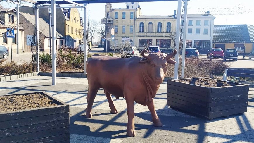 Spacerkiem po Ryczywole, czyli wół na rynku