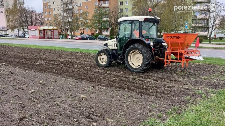 Łąka kwietna przy drodze powiatowej w Inowrocławiu