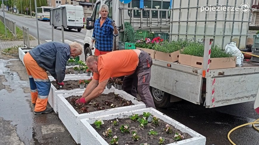 Kwiaty przy drogach powiatowych w Inowrocławiu