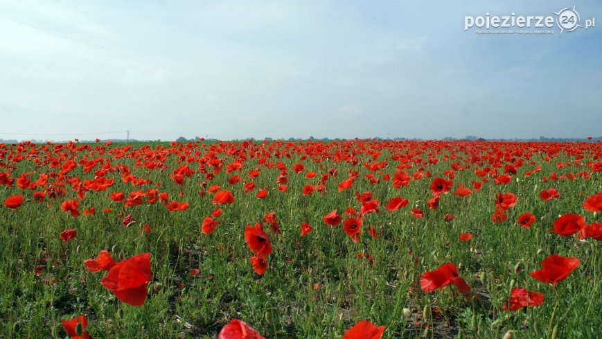 Czerwień maków zwiastuje lato...