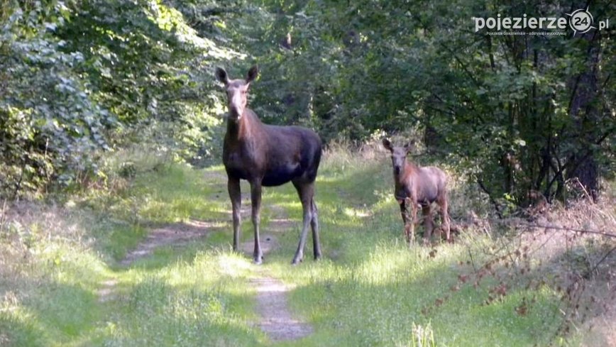 Przyroda rozkwita pełnią lata...