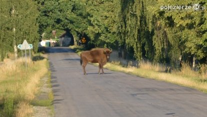 Niezwykłe przeżycie! Moje spotkanie z… żubrem!