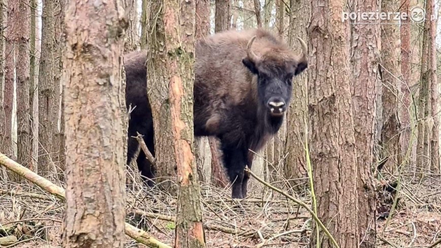 „Żubry są widywane u nas codziennie”