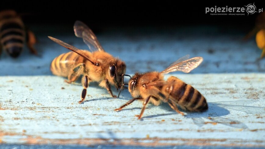 2 mln zł na węzę dla pasiek w Wielkopolsce