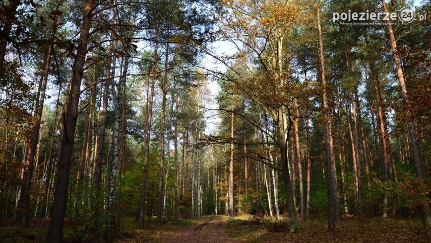 Będą nowe lasy – kupujemy tereny pod zalesianie