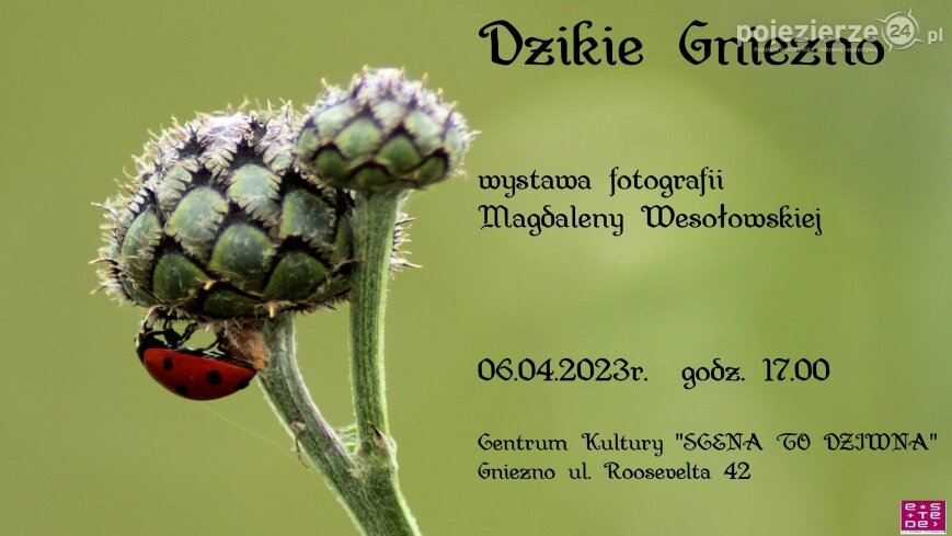 „Dzikie Gniezno” w obiektywie Magdaleny Wesołowskiej