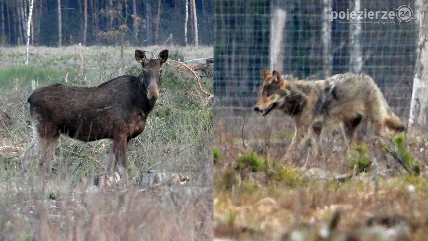 Prawie jak „Przystanek Alaska” czyli wilki już są, łosie nadchodzą...