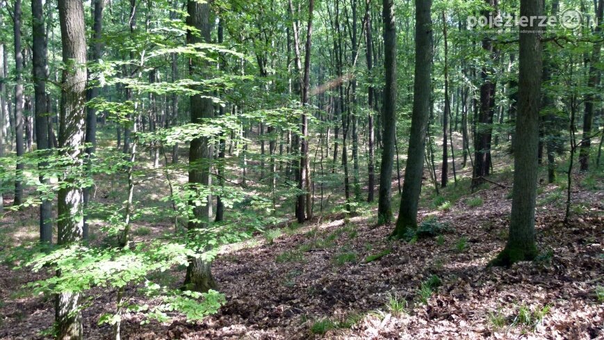 „Banda Tarzana” – szukamy wspomnień, dokumentów, fotografii...