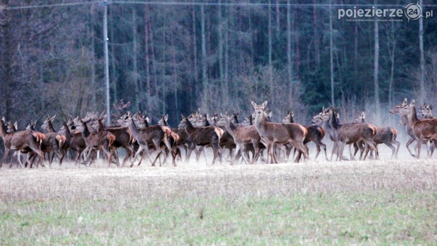 Bliskie spotkania w Jabłkowie i Jaroszewie Pierwszym
