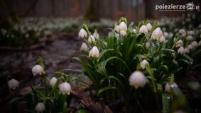 „Śnieżycowy Jar” zaprasza! Śnieżyca wiosenna w rezerwacie powoli zakwita!