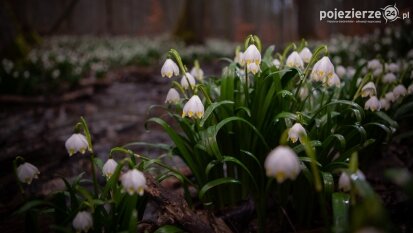 „Śnieżycowy Jar” zaprasza! Śnieżyca wiosenna w rezerwacie powoli zakwita!
