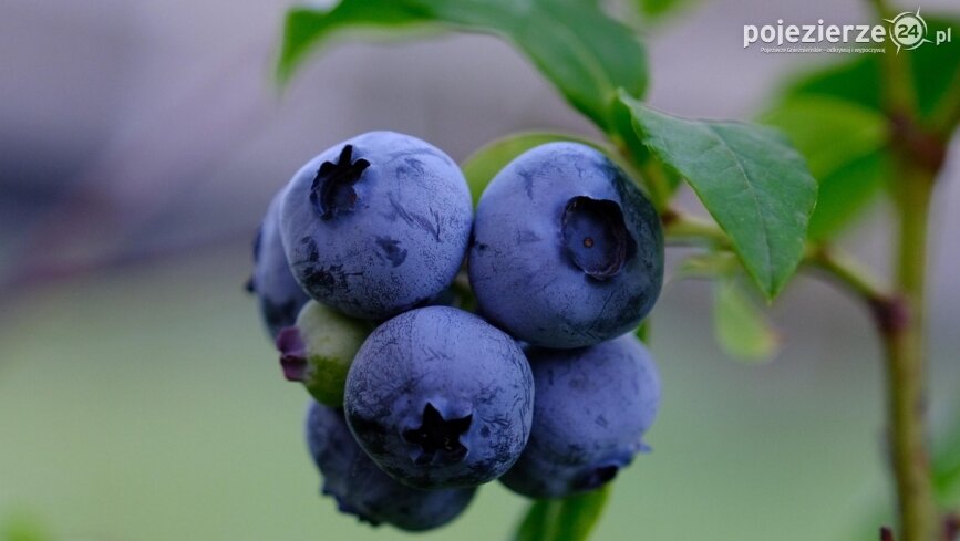 Borówka amerykańska bez tajemnic: 7 najczęstszych błędów początkujących