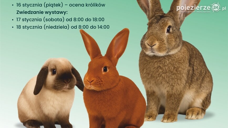 I Wystawa Królików Rasowych w Kłecku
