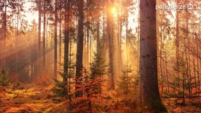 Pracujesz w wolnym zawodzie? Zarabiaj w pięknych okolicznościach Pojezierza Gnieźnieńskiego