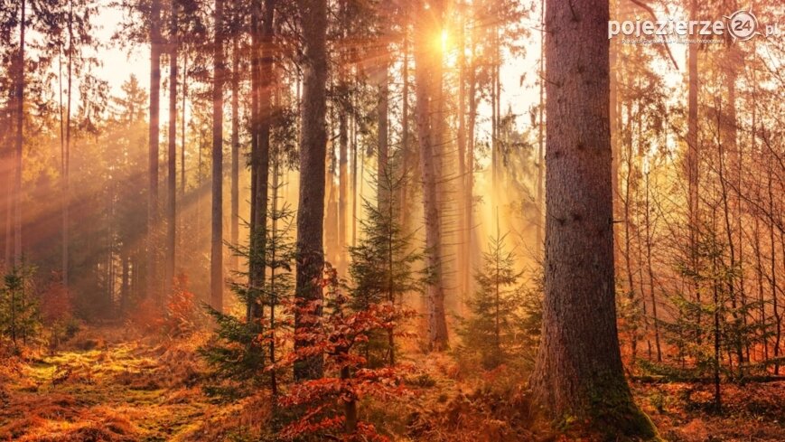 Pracujesz w wolnym zawodzie? Zarabiaj w pięknych okolicznościach Pojezierza Gnieźnieńskiego