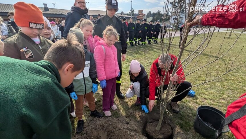 Zasadzili dąb a potem wysprzątali miasto i gminę Barcin