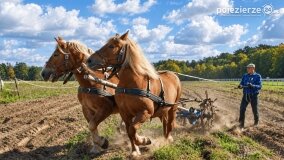 Muzeum w Szreniawie zaprasza na Poznańską Pyrę