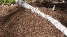 Bagno Chlebowo – romantyczne torfianki - zdjęcie 22