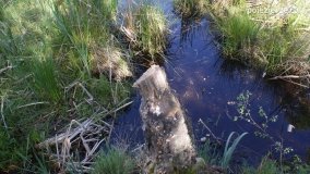 Bagno Chlebowo – romantyczne torfianki - zdjęcie 2