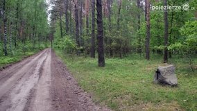 Mogiły w Lasach Rożnowickich - zdjęcie 9