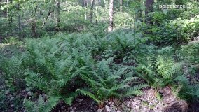 „Czady biesów” - cudowna i dzika kraina - zdjęcie 36