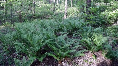 „Czady biesów” - cudowna i dzika kraina