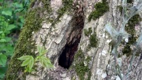 „Czady biesów” - cudowna i dzika kraina - zdjęcie 32