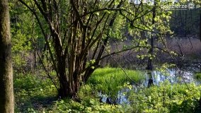 „Czady biesów” - cudowna i dzika kraina - zdjęcie 27