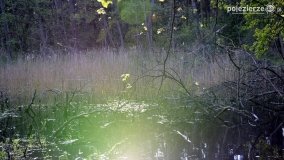 „Czady biesów” - cudowna i dzika kraina - zdjęcie 26