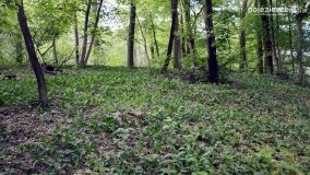 „Czady biesów” - cudowna i dzika kraina - zdjęcie 21