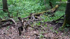 „Czady biesów” - cudowna i dzika kraina - zdjęcie 19