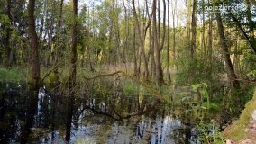 „Czady biesów” - cudowna i dzika kraina - zdjęcie 15